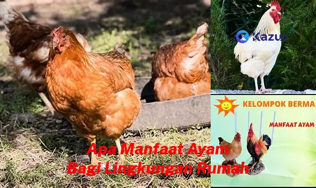 Ketahui 7 Manfaat Ayam Bagi Lingkungan Rumah yang Bikin Kamu Penasaran