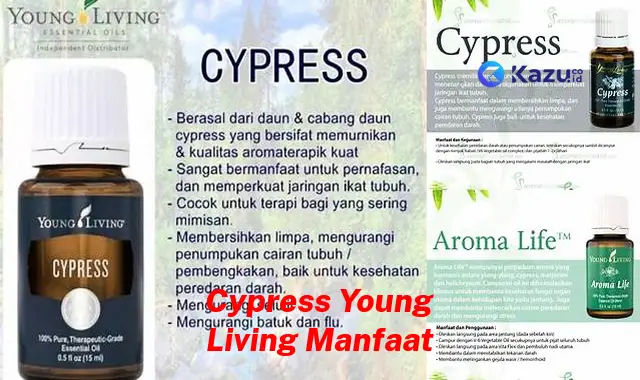 Temukan 7 Manfaat Cypress Young Living yang Bikin Kamu Penasaran