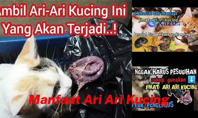 Temukan Manfaat Ari-ari Kucing yang Jarang Diketahui