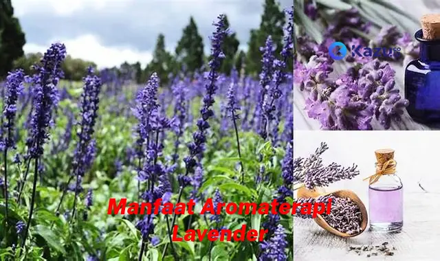 Temukan Manfaat Aromaterapi Lavender yang Jarang Diketahui