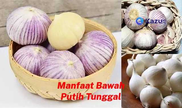 Temukan 7 Manfaat Bawang Putih Tunggal yang Jarang Diketahui