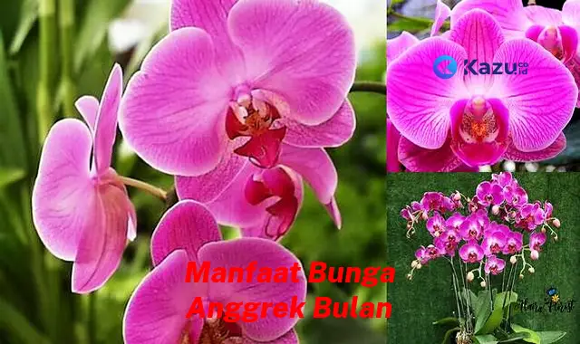 Ketahui Manfaat Bunga Anggrek Bulan yang Bikin Kamu Penasaran