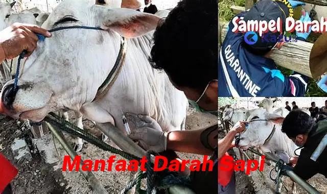 Temukan Manfaat Darah Sapi yang Jarang Diketahui, Bikin Kamu Penasaran