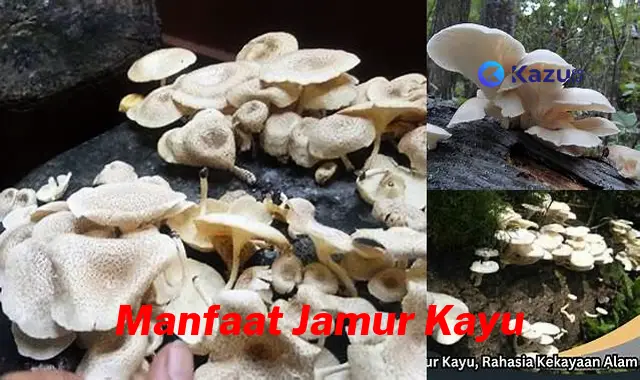 Temukan 10 Manfaat Jamur Kayu yang Jarang Diketahui