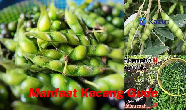 Temukan Manfaat Kacang Gude yang Jarang Diketahui untuk Kesehatan Anda