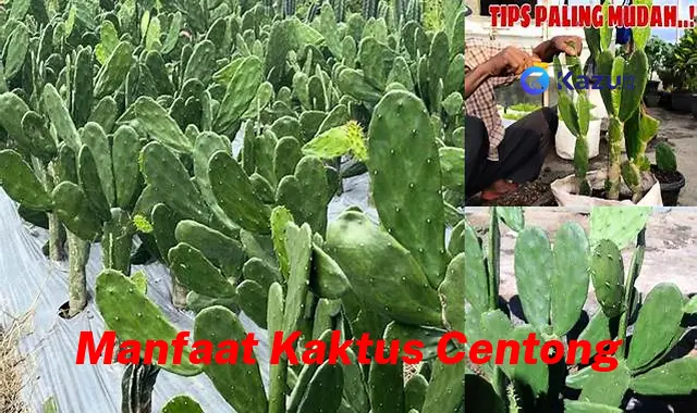 Temukan Khasiat Kaktus Centong Langka Yang Perlu Anda Tahu