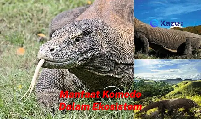 Manfaat Komodo yang Jarang Diketahui dalam Ekosistem