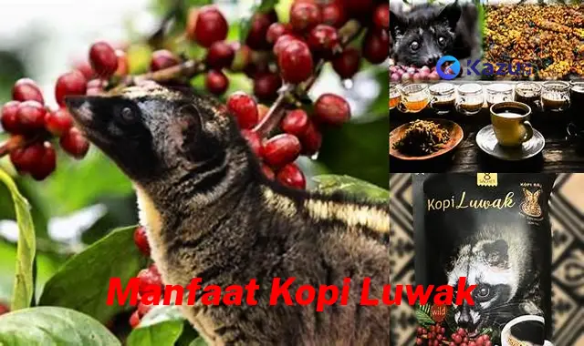 Ungkap Manfaat Kopi Luwak yang Jarang Diketahui