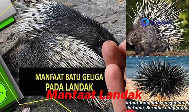 Temukan Manfaat Landak yang Jarang Diketahui dan Bikin Kamu Penasaran!