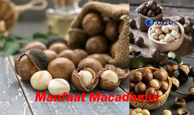 Ketahui Manfaat Macadamia Jarang Diketahui yang Bikin Kamu Penasaran