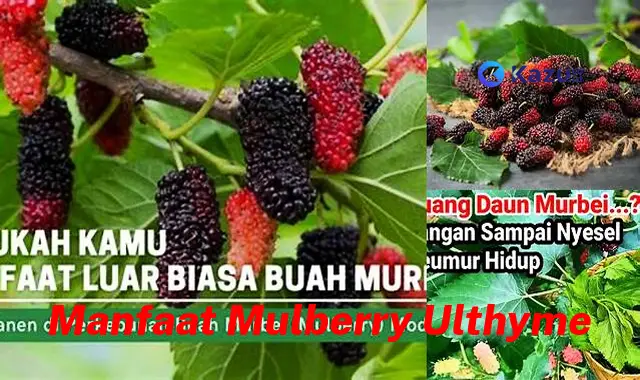 Temukan 7 Manfaat Mulberry Uthlyme yang Jarang Diketahui, Bikin Kamu Penasaran!