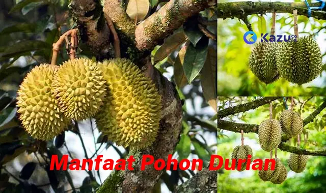 Temukan Manfaat Pohon Durian yang Jarang Diketahui!