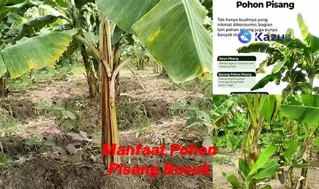 Temukan Manfaat Pohon Pisang Busuk yang Bikin Kamu Penasaran