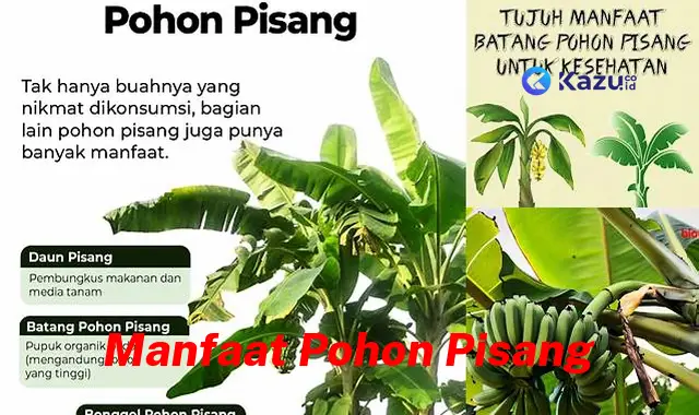 Manfaat Pohon Pisang Yang Tak Terduga, Wajib Diketahui!