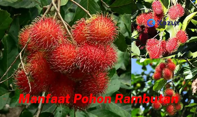 Temukan 10 Manfaat Pohon Rambutan yang Jarang Diketahui