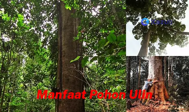 7 Manfaat Pohon Ulin yang Jarang Diketahui