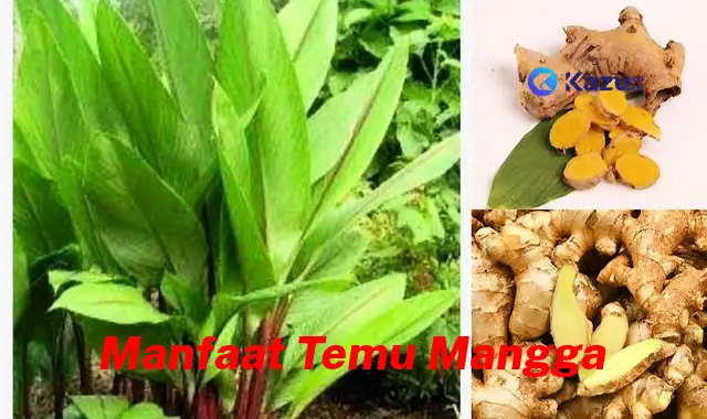 Manfaat Temu Mangga yang Jarang Diketahui