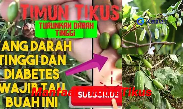 Temukan Manfaat Timun Tikus yang Jarang Diketahui