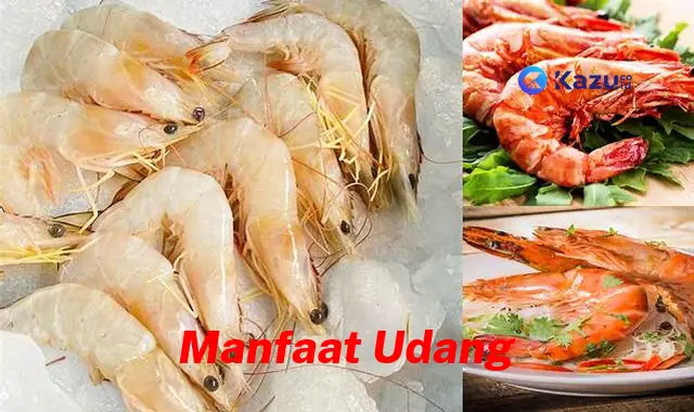 Manfaat Udang yang Jarang Diketahui, Wajib Tahu!